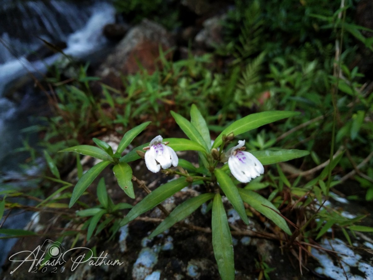 Justicia hookeriana (Nees) T.Anderson